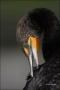 Double-crested-Cormorant;Cormorant;portrait;one-animal;close-up;color-image;nobo